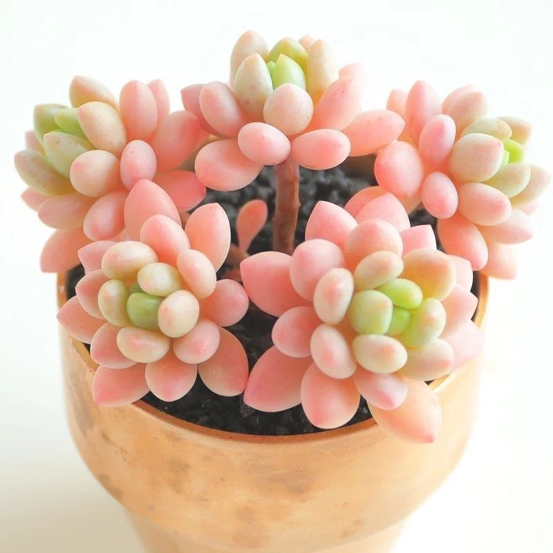 鱼子酱洛可可多肉植物满15元包邮星花怒放阳台 露台办公室绿植植