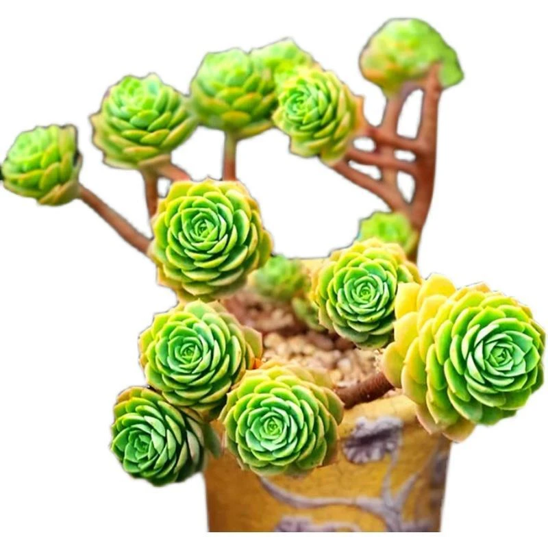 绿蔷薇多肉植物 星花怒放阳台露台办公室绿植植物