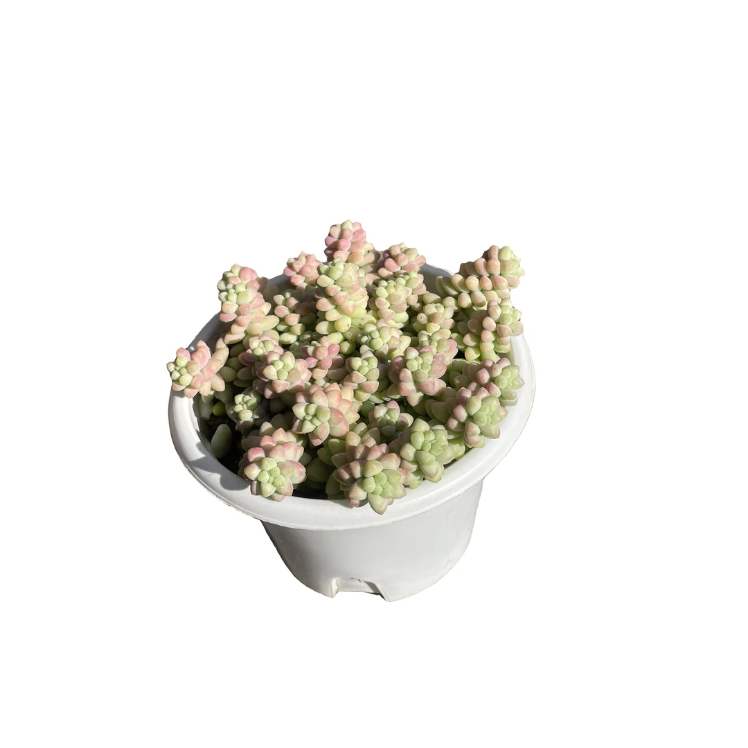玉坠满 9.99包邮  星花怒放 阳台露台   办公室   绿植植物