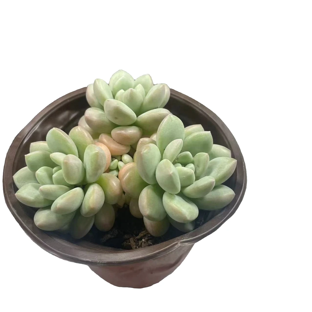 泡泡糖满（9.99）元包邮   星花怒放 阳台露台办公室绿植植物