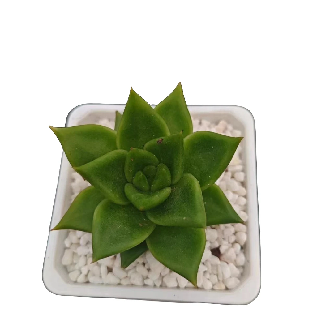 翠花优选  星花怒放 阳台 露台办公室 绿植植物