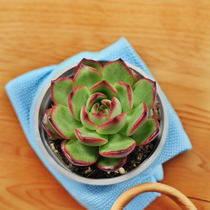 万宝龙（花田错）满9.9元包邮星花怒放阳台露台办公室 绿植植物