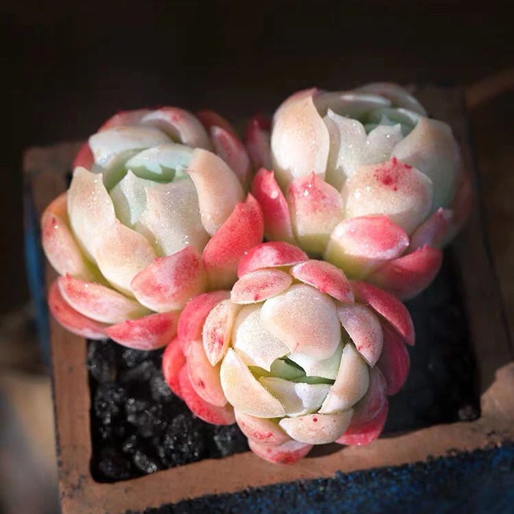 冰梅 多肉植物盆栽创意绿植懒人好养阳台花卉