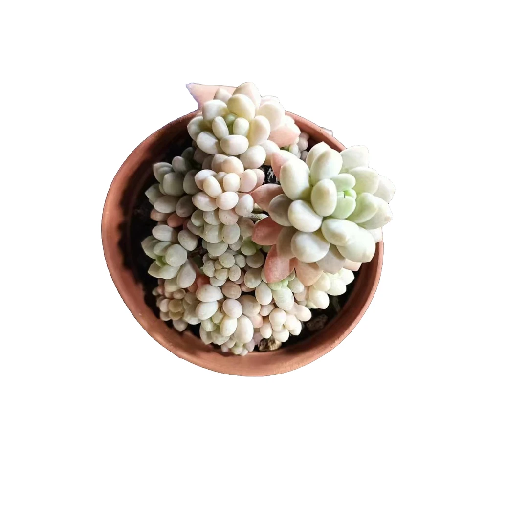 新鱼子酱 9.99包邮多肉植物新 手阳台好养必备实物直播间展示为准