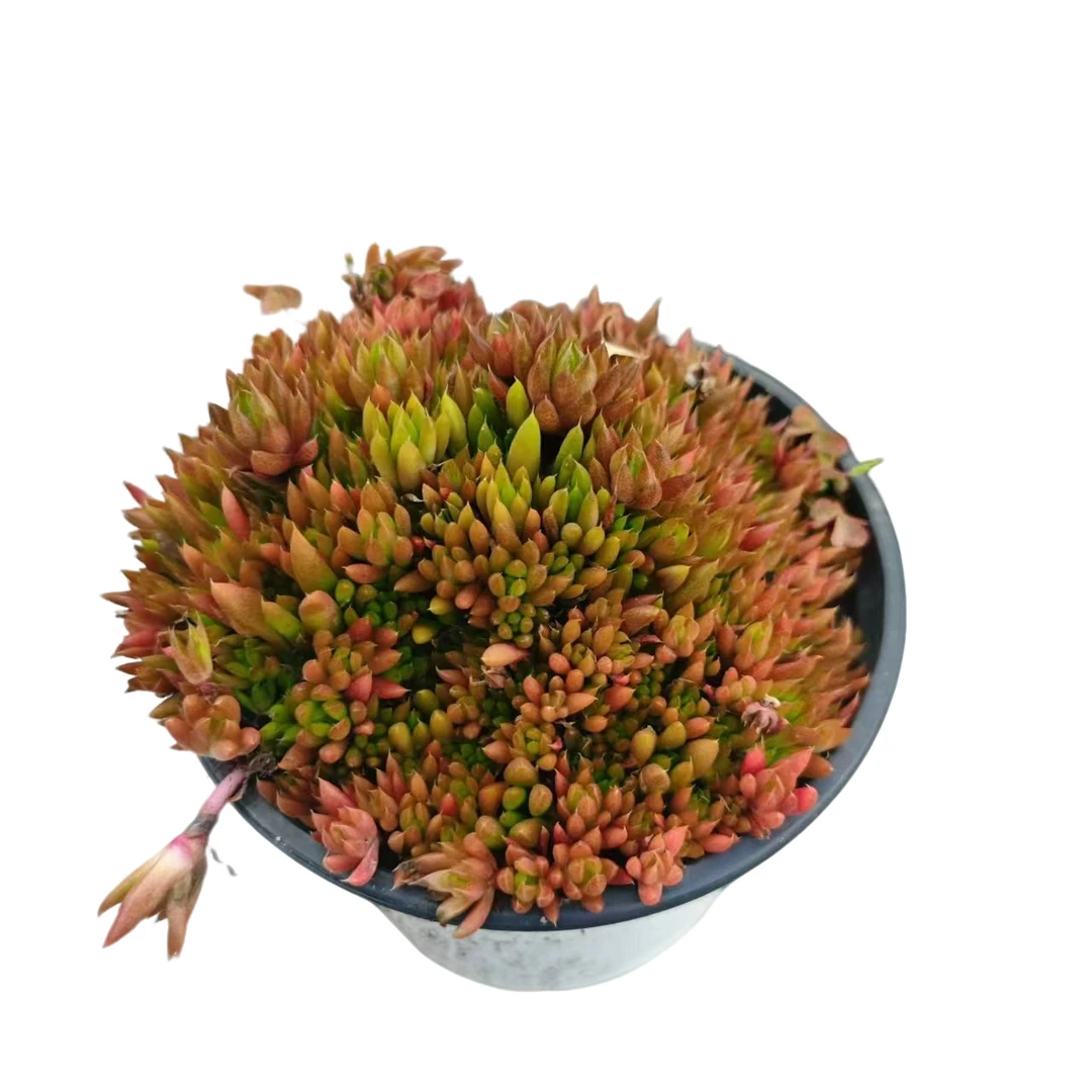 风火轮  满9.99包邮多肉 星花怒放 阳台露台 办公室  绿植植物
