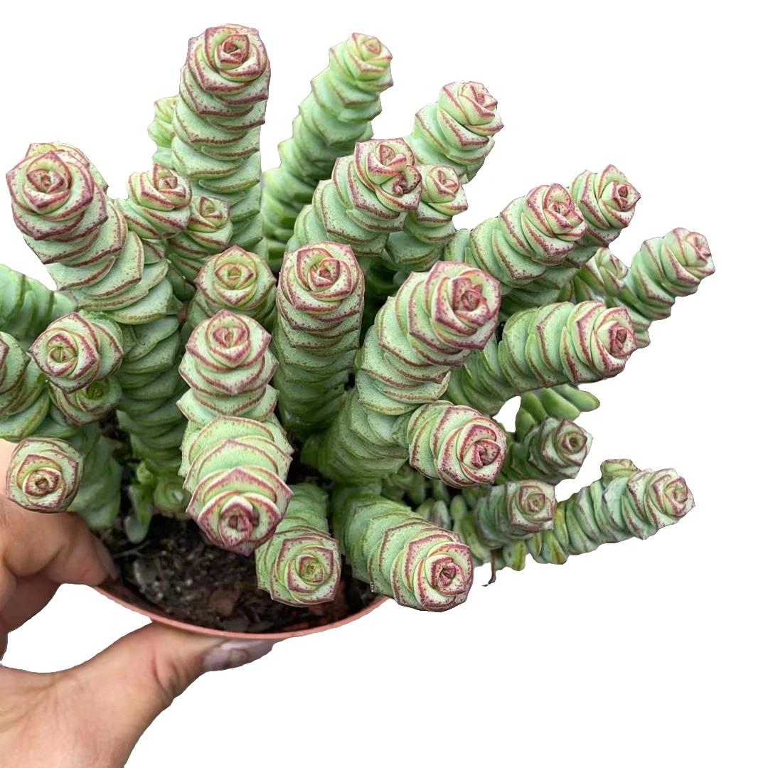 大钱串 9.99包邮多肉植物新手阳台 好养必备实物以直播间展示为准