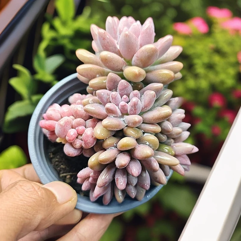 星黛露 多肉植物星花怒放 阳台 露台办公室 绿植植物