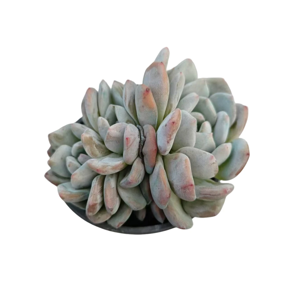 多头橙梦露 满 9.99包邮  星花怒放 阳台露台  办公室绿植植物