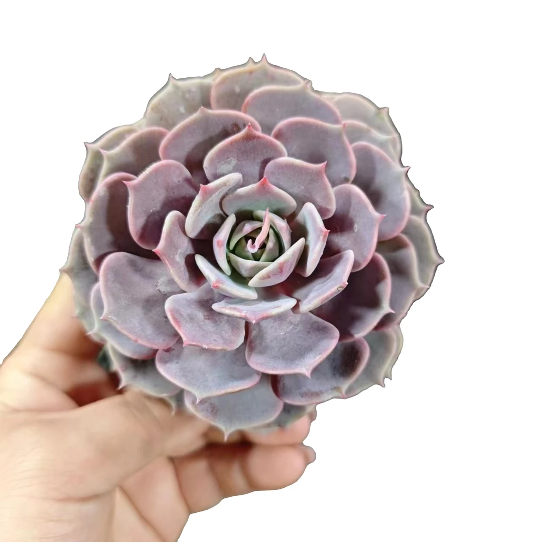 粉蝶  多肉植物 新手必备 阳台庭院好养实物以直播间准