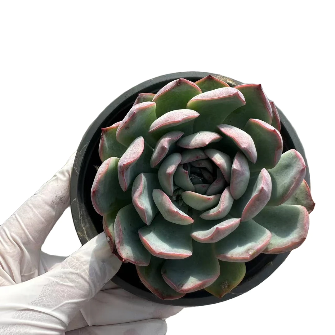 荷花  满9.99元  包邮多肉 新手必备阳台庭 好养实物以直播间为准