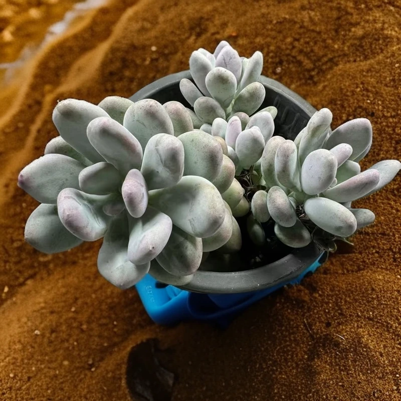 大桃美人  满15元包邮云南多肉植物新手必备阳台庭院好养物以直播