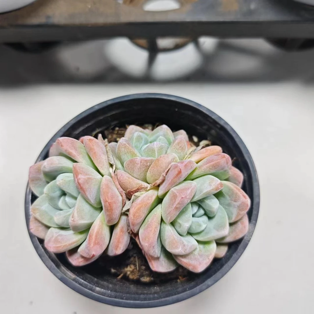 双头冰玉拼满15元包邮星花怒放阳台露台办公室绿植植物