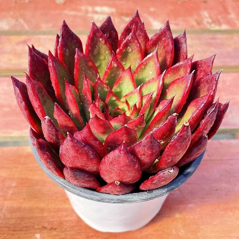 野马东云多肉植物      星花怒放 阳台露台 办公室 绿植植物