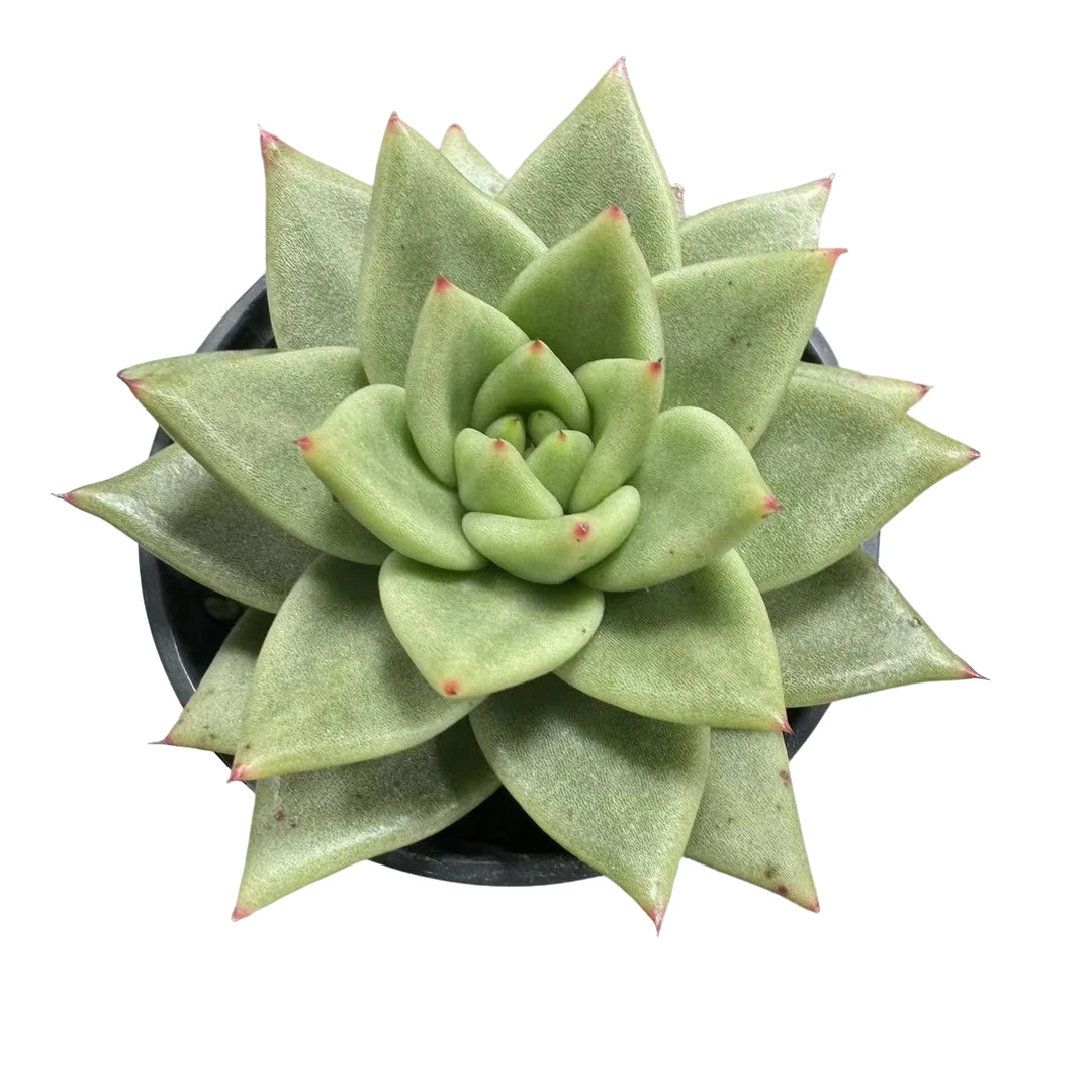 黄金玛利亚多肉植物盆栽创意绿植懒人好养阳台花卉