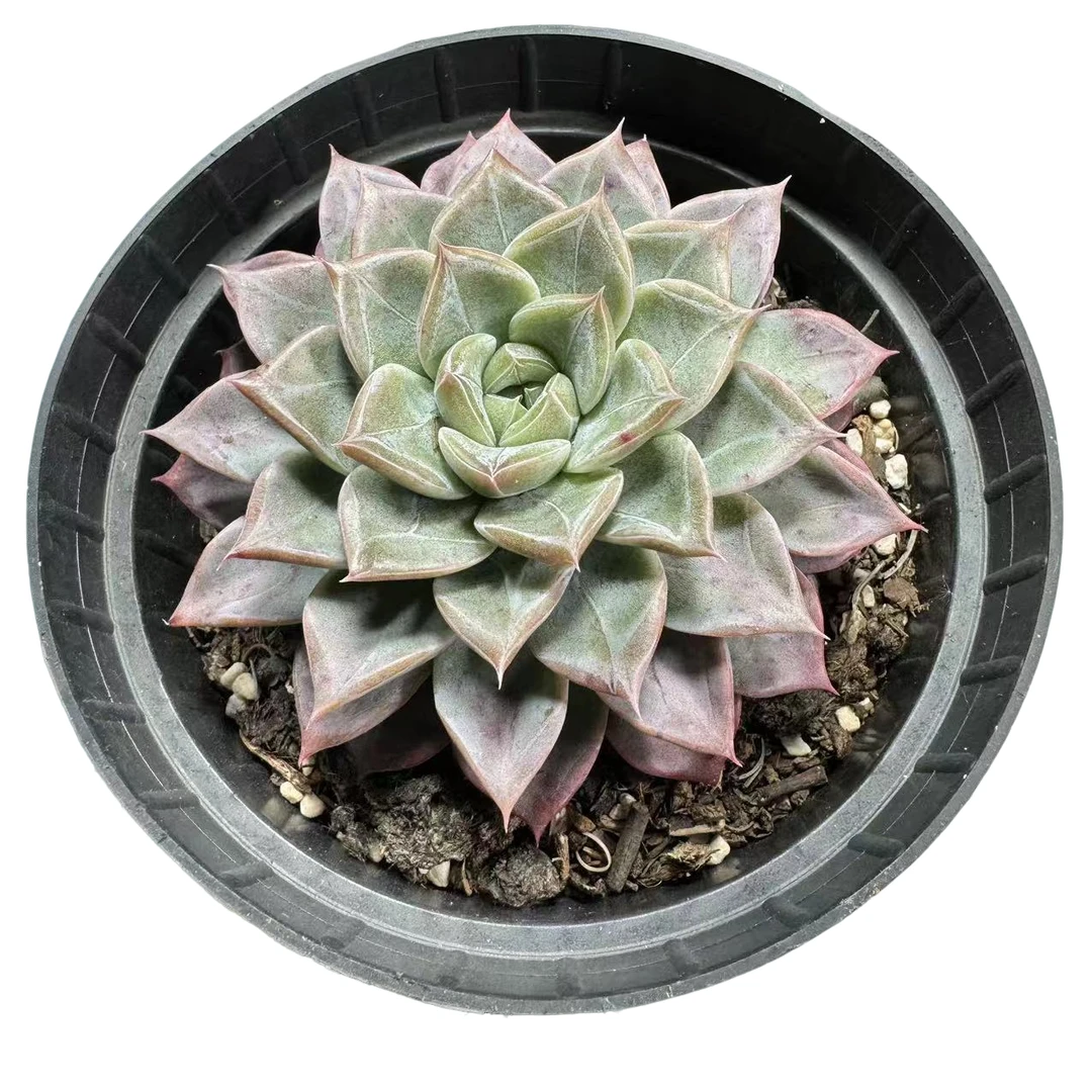 红龙 满9.9元包邮  星花怒放 阳台露台 办公室 绿植植物