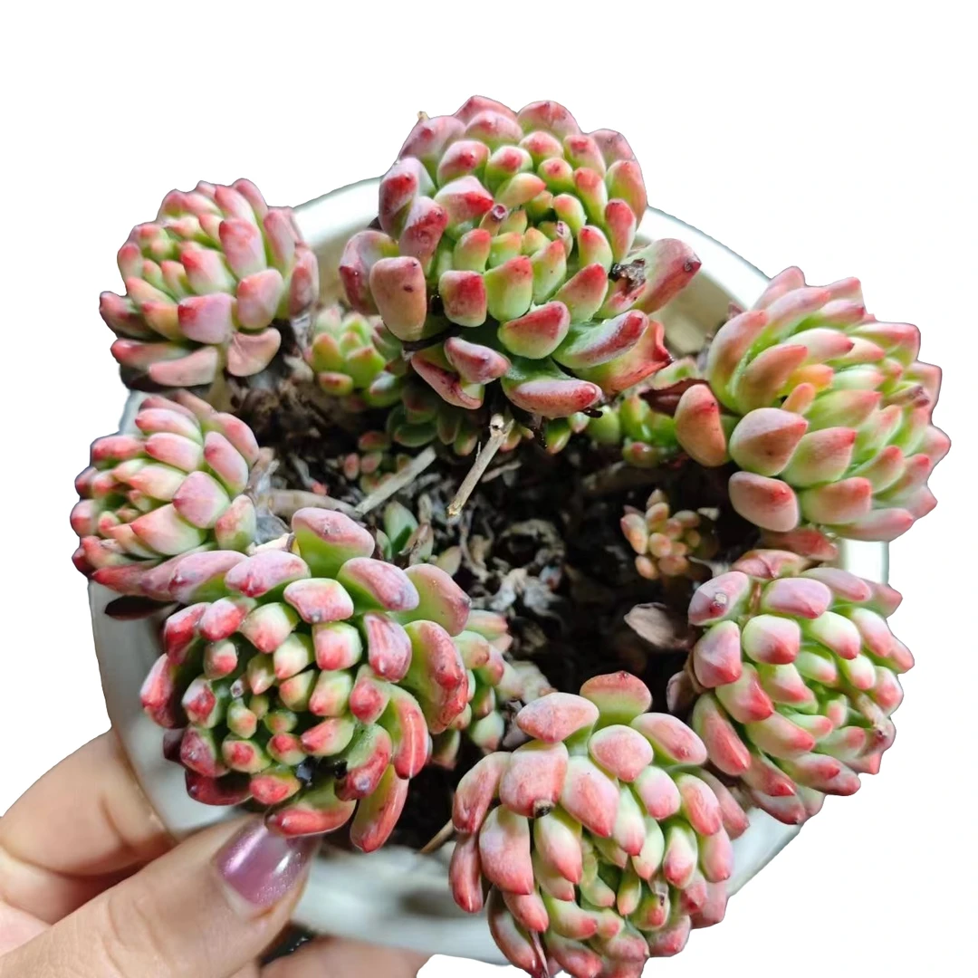 蓝苹果 满15元包邮   星花怒放 阳台露台办公室绿植植物