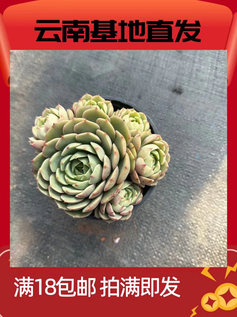 多头笨巴迪斯 多肉植物手必备庭院好养实物以直播间