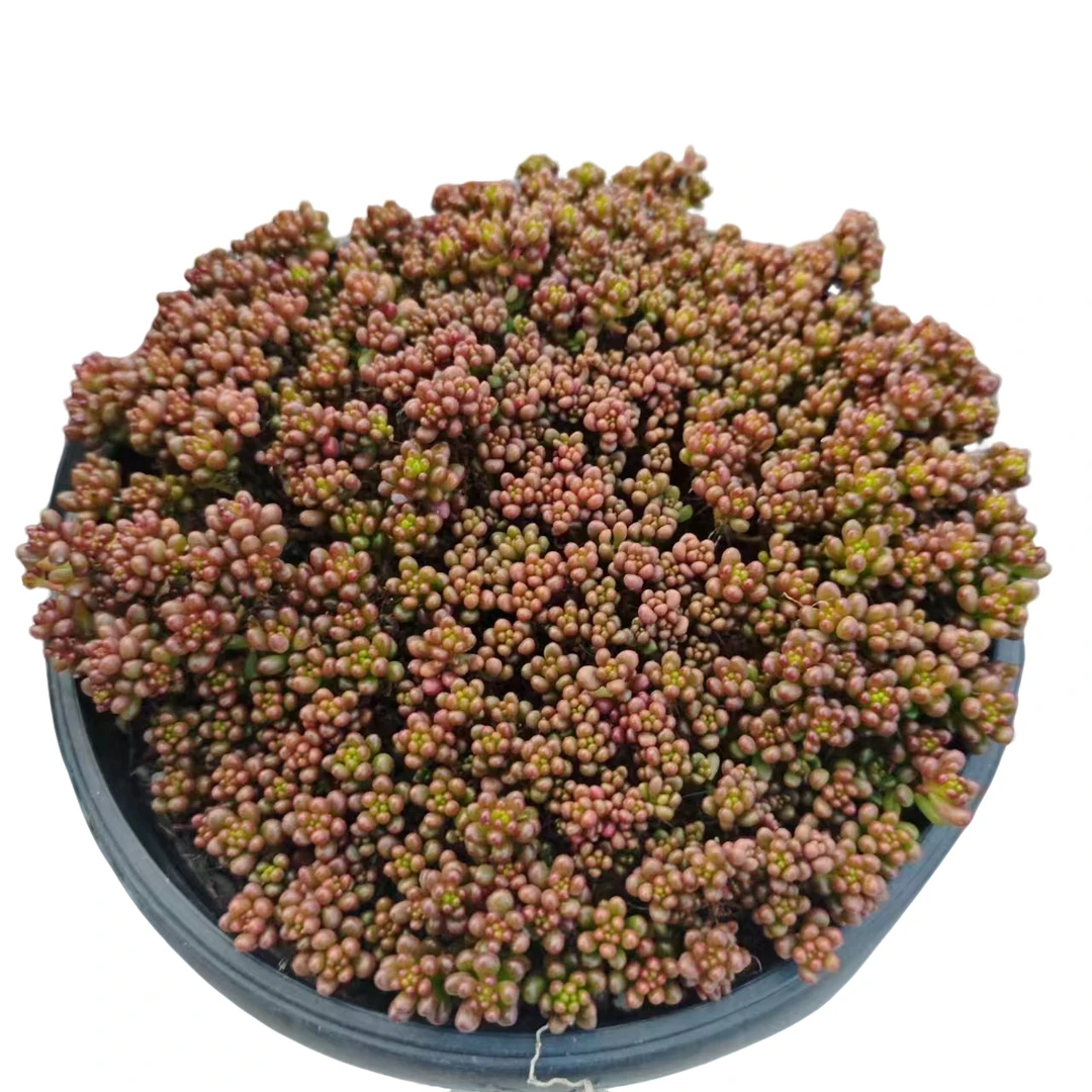 大红浆果满9.9元包邮多肉植物阳台露台办公室 绿植植物