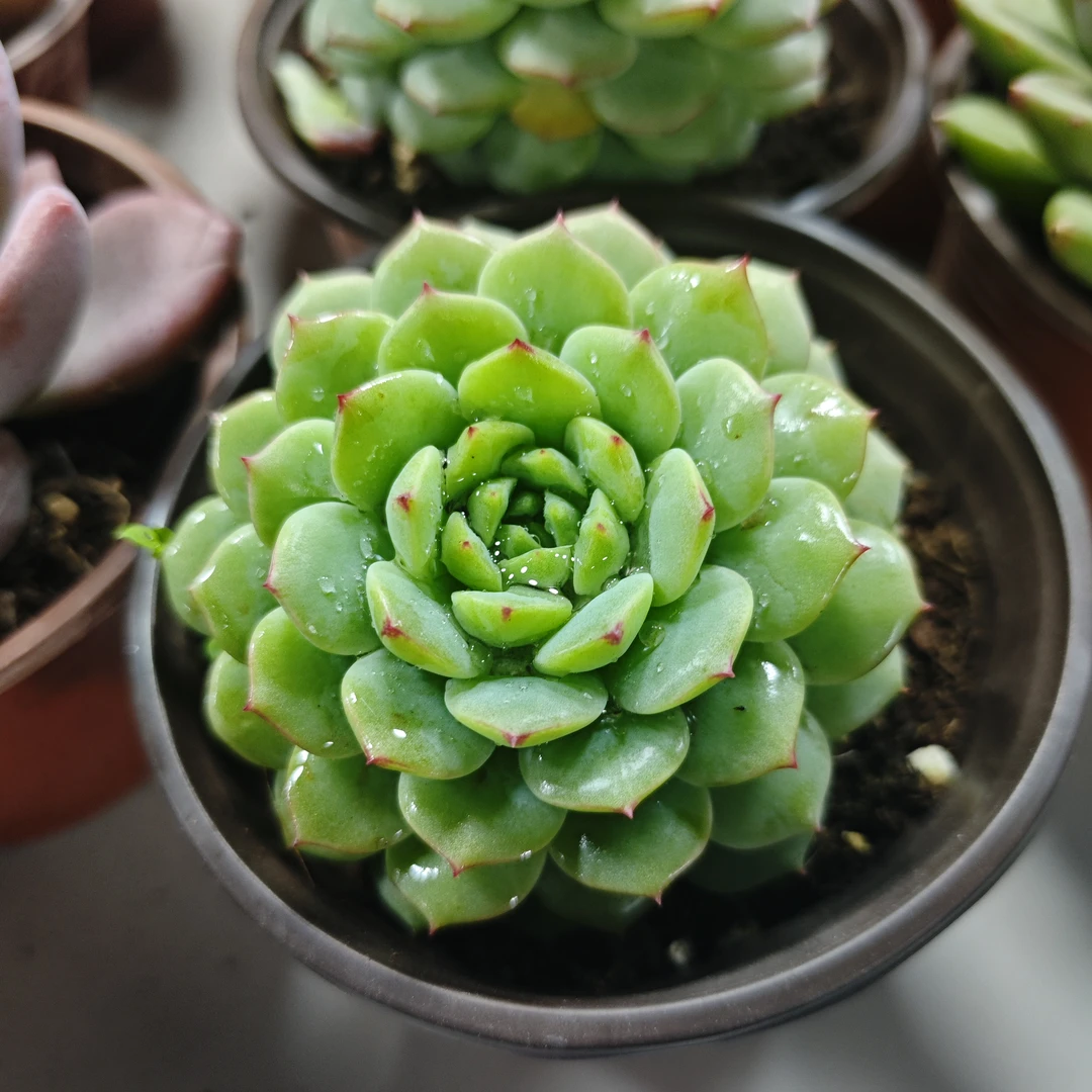 熊猫脸 植物盆栽创意绿植懒人好养阳台花卉