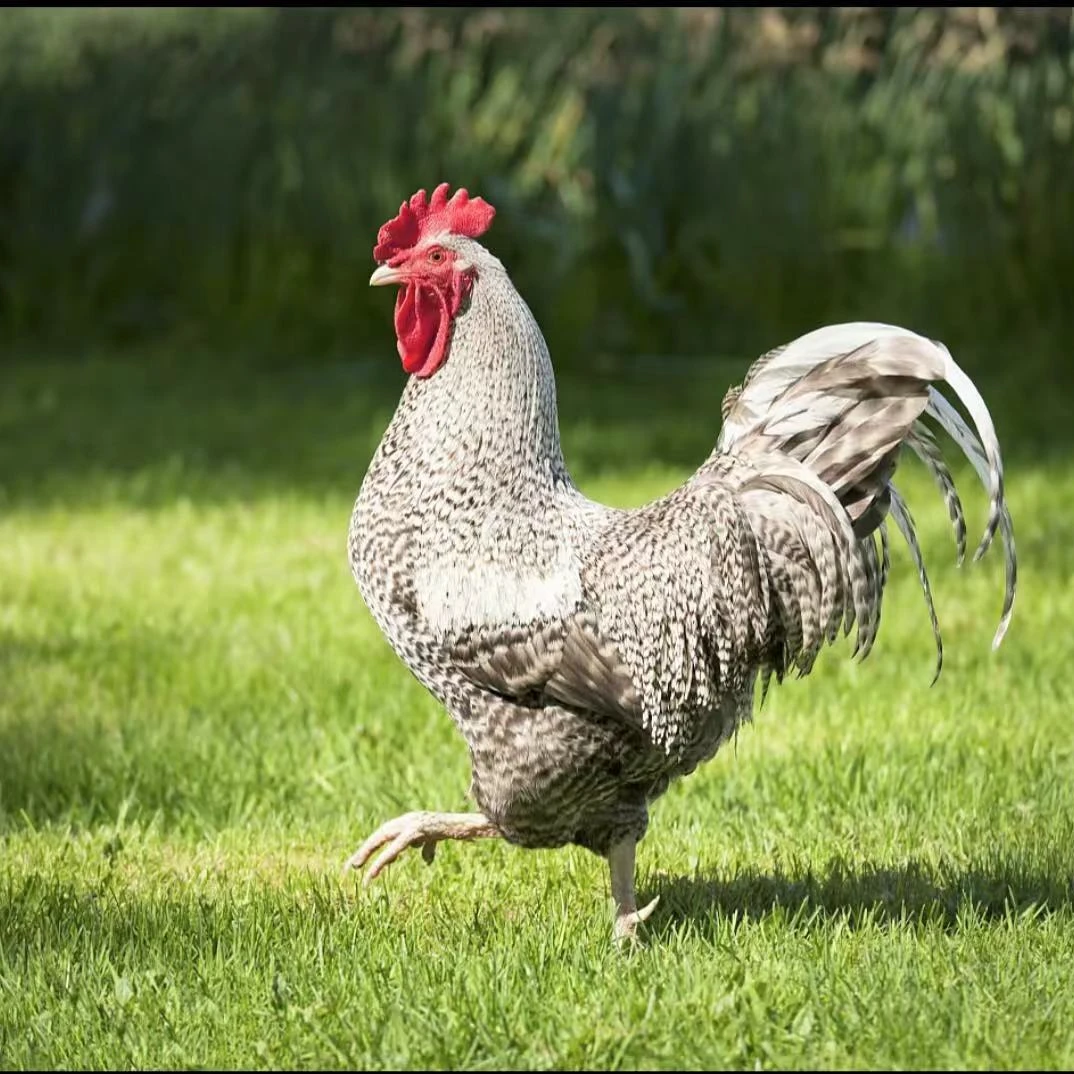 芦花鸡 肉质紧实 林间散养 汤鲜味美 京东包邮