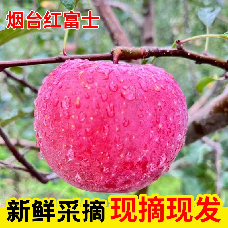 【脆甜多汁】汉源早熟红富士苹果孕妇新鲜水果现摘净重5/9斤包邮