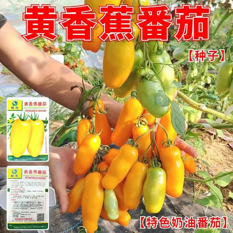黄香蕉番茄种子东北黄西红柿种籽黄番茄种子农家棚盆栽蔬菜籽汁甜