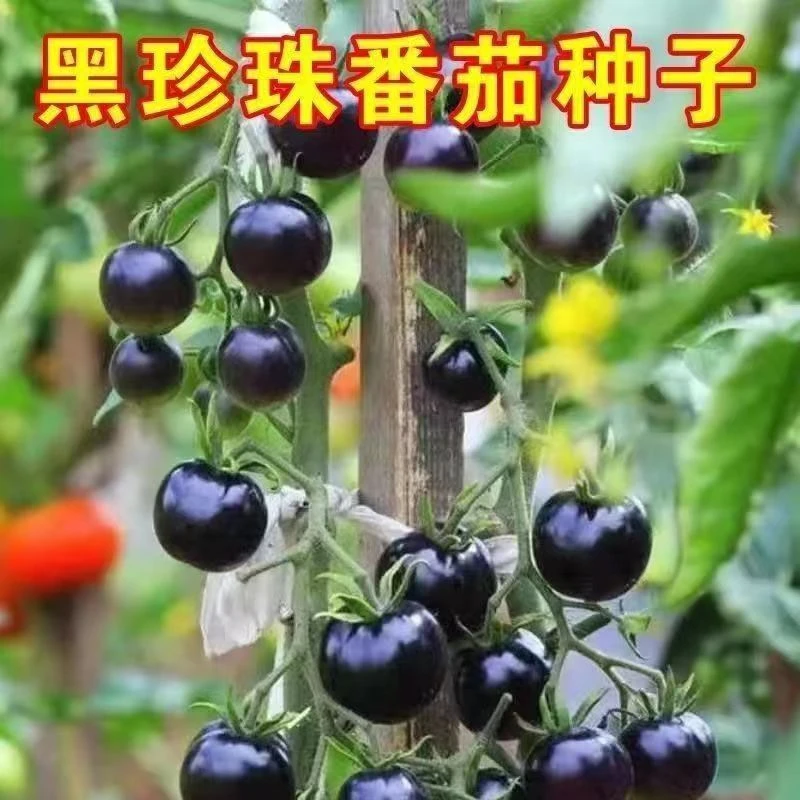 黑珍珠樱桃番茄种子四季阳台盆栽易种植黑宝石番茄水果型蔬菜种子