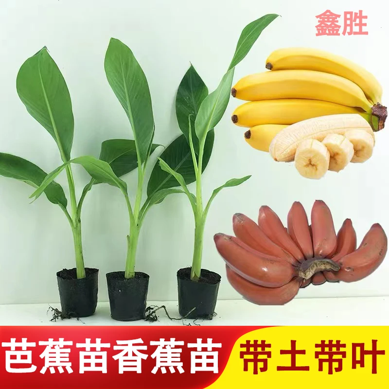 芭蕉树苗苗香蕉苗皇帝蕉粉蕉树苗红香蕉苗带土发货庭院可观赏结果