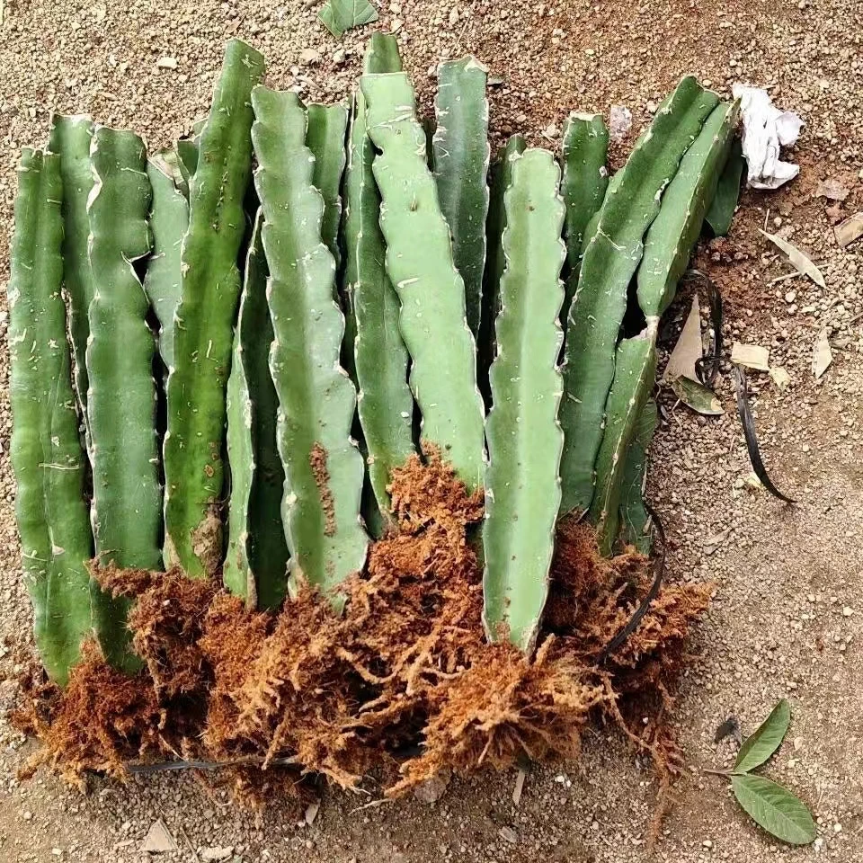 三角柱嫁接植物钻木仙人掌嫁接蟹爪兰令箭荷花多肉植物科