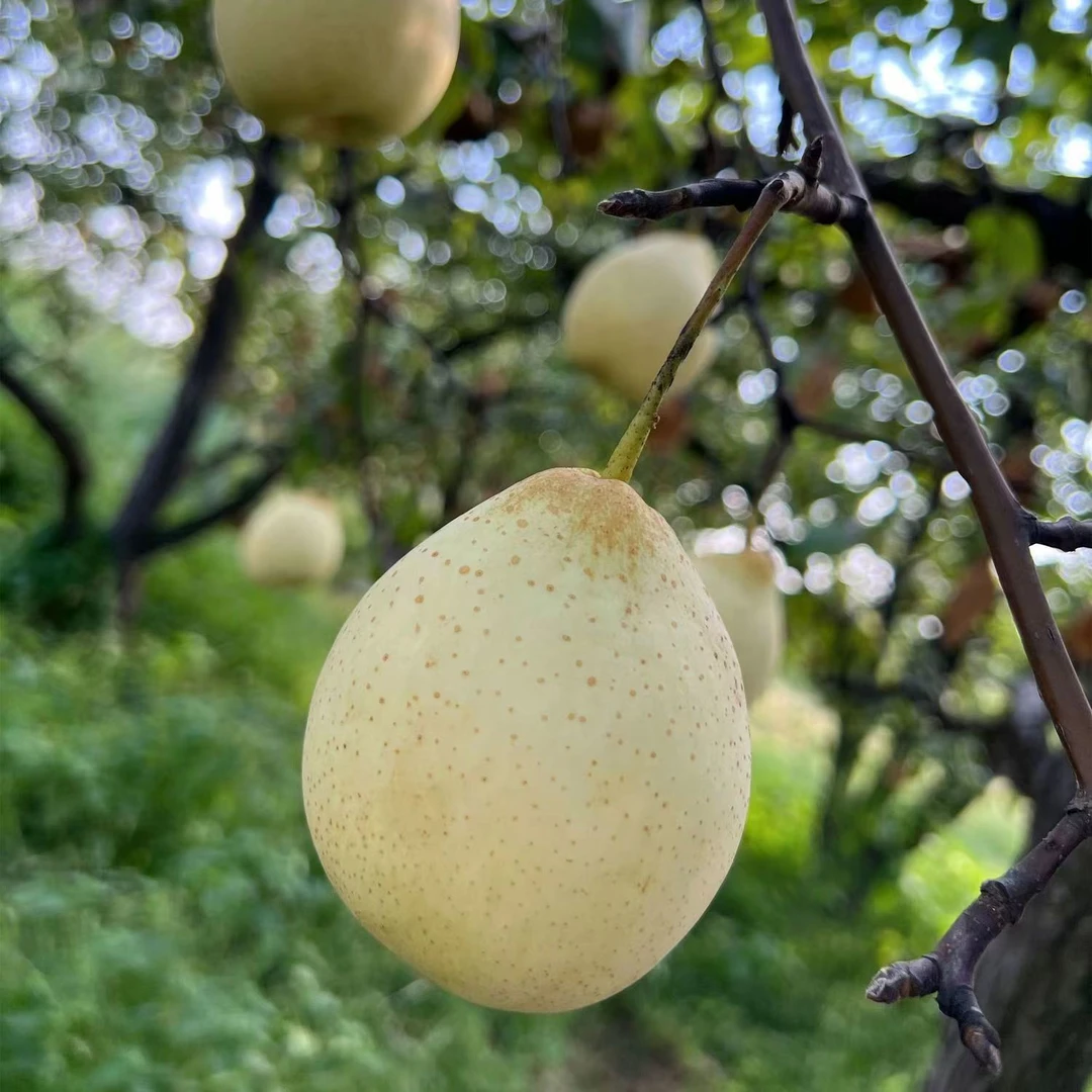 河北大鸭梨水晶梨精品包装整箱发货新鲜可口酥脆多汁当季新采