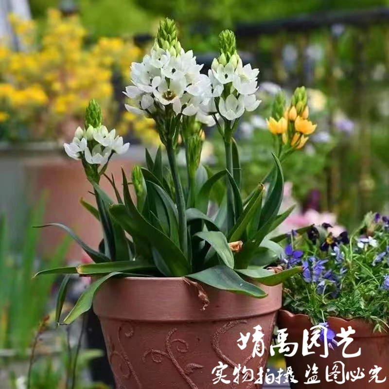 圣心百合盆栽带花苞大苗发货阳台庭院雀梅多年生好养活