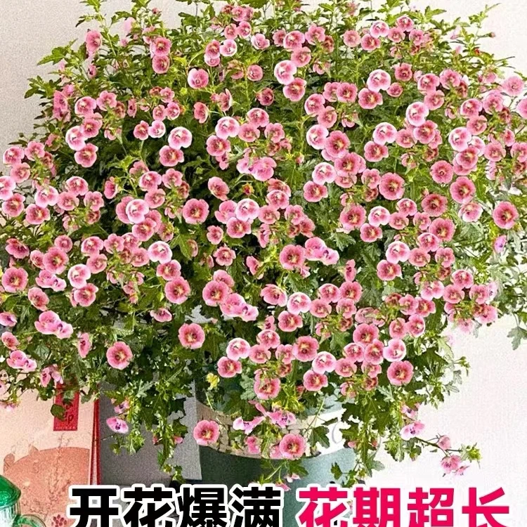 小木槿盆栽大苗  多年生四季室内外庭院阳台木本花卉带花包邮