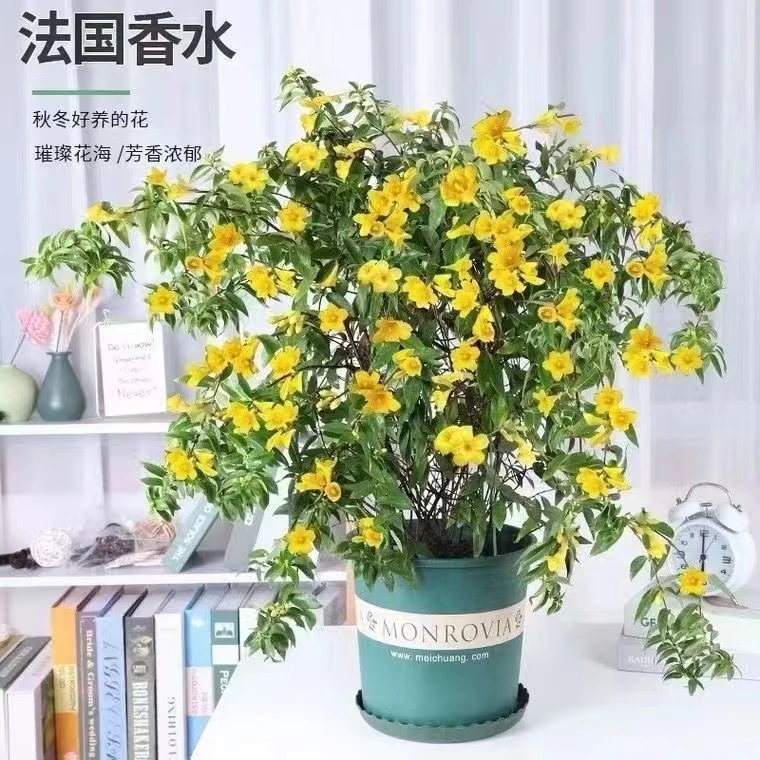 法国香水茉莉花期带花黄花茉莉常绿爬藤万里飘香藤多季开花带花苞