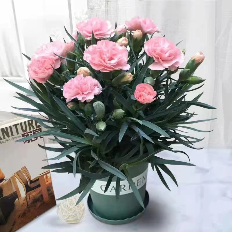 康乃馨带花发货四季开花室内客厅观赏型浓香型花卉鲜花盆栽易成活