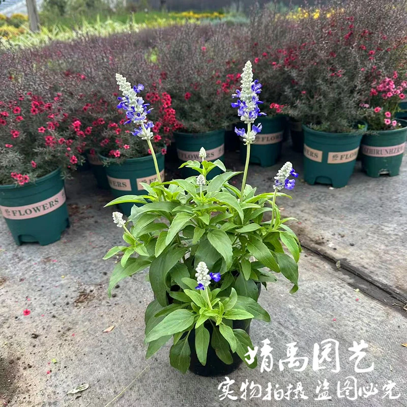 蓝冰香水鼠尾草萨利芳鼠尾草多年生耐寒耐热直立鼠尾草庭院阳台