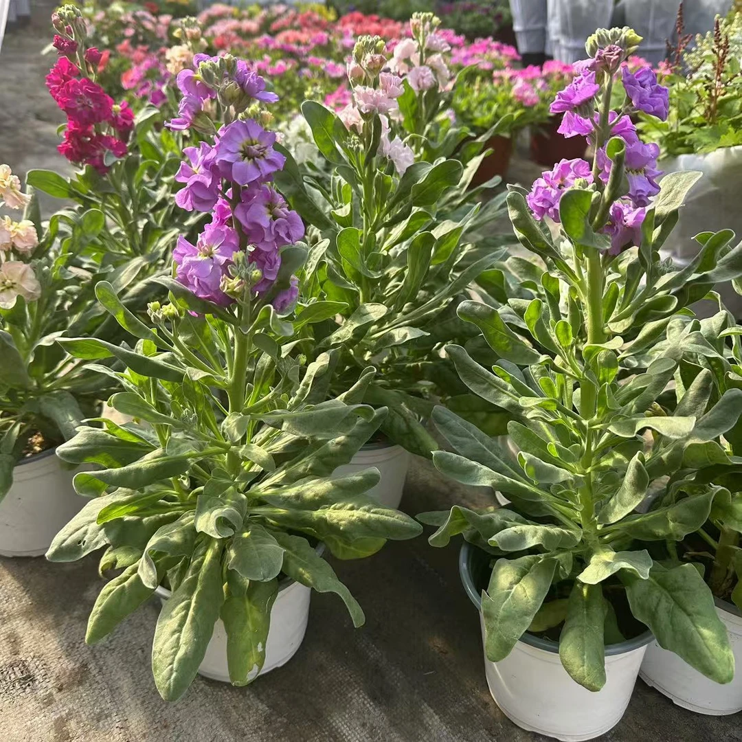 重瓣紫罗兰盆栽花苗香味花卉盆栽切花苗冬季耐寒花园庭院阳台植物