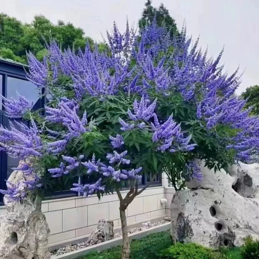 穗花牡荆树棒棒糖造型四季多年生木本植物花期长