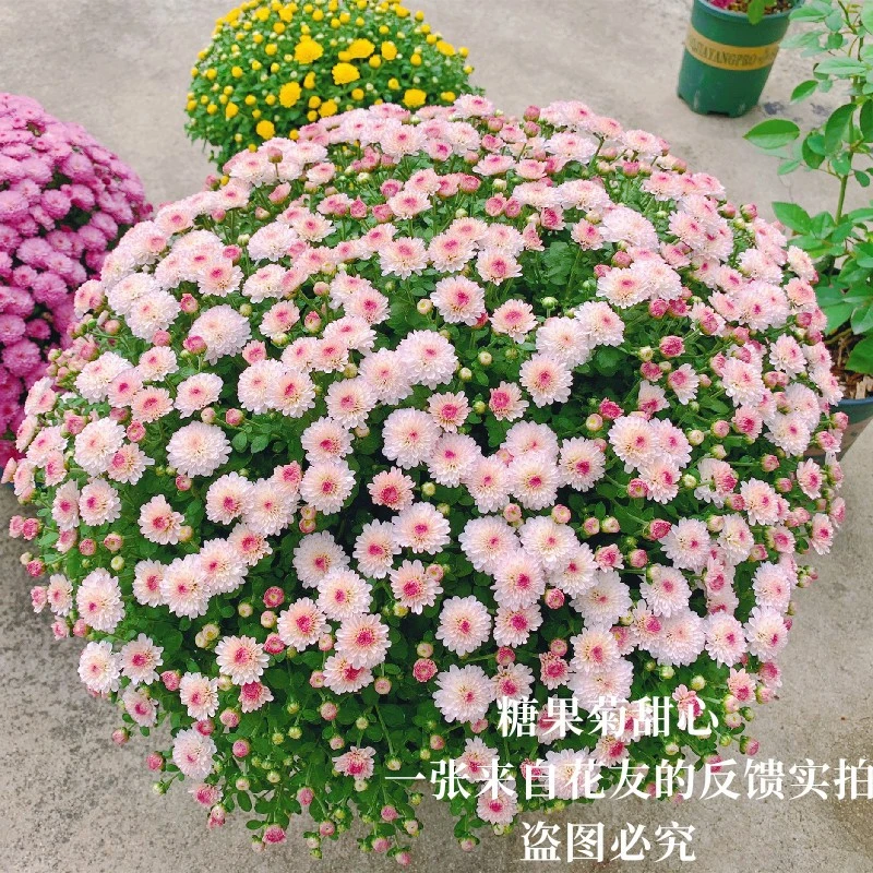 千头菊糖果菊美人菊荷兰菊