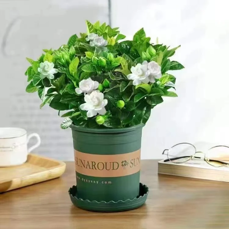 【栀子花浓香型】栀子花盆栽小叶栀子带花苞牡丹栀子室内好养枝子