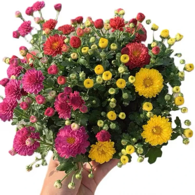 糖果菊盆栽带花阳台庭院开花植物千头菊四季好养菊花绿植花卉包邮