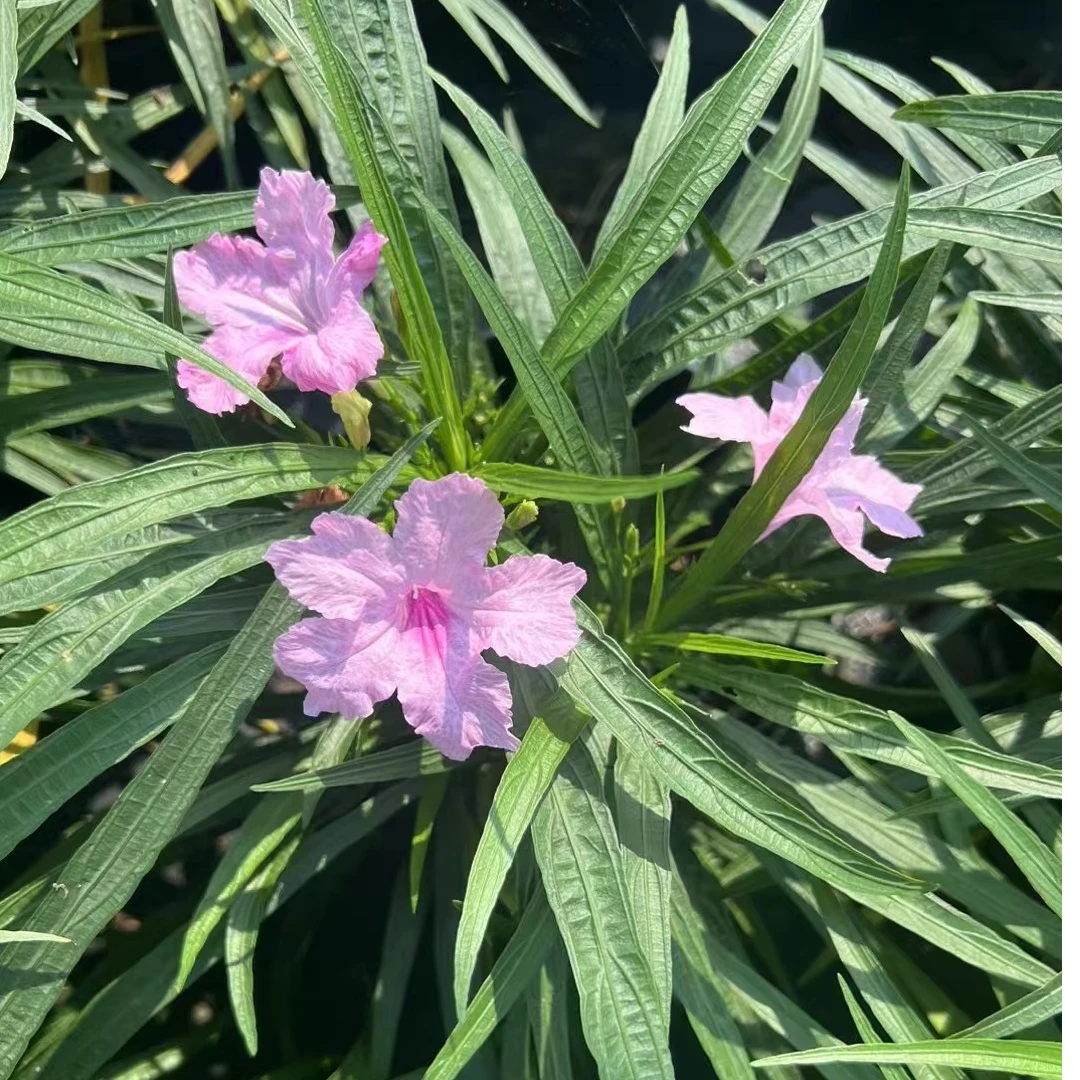 矮生翠芦莉兰花草盆栽植物花卉耐晒耐阴四季开花庭院花镜多年生