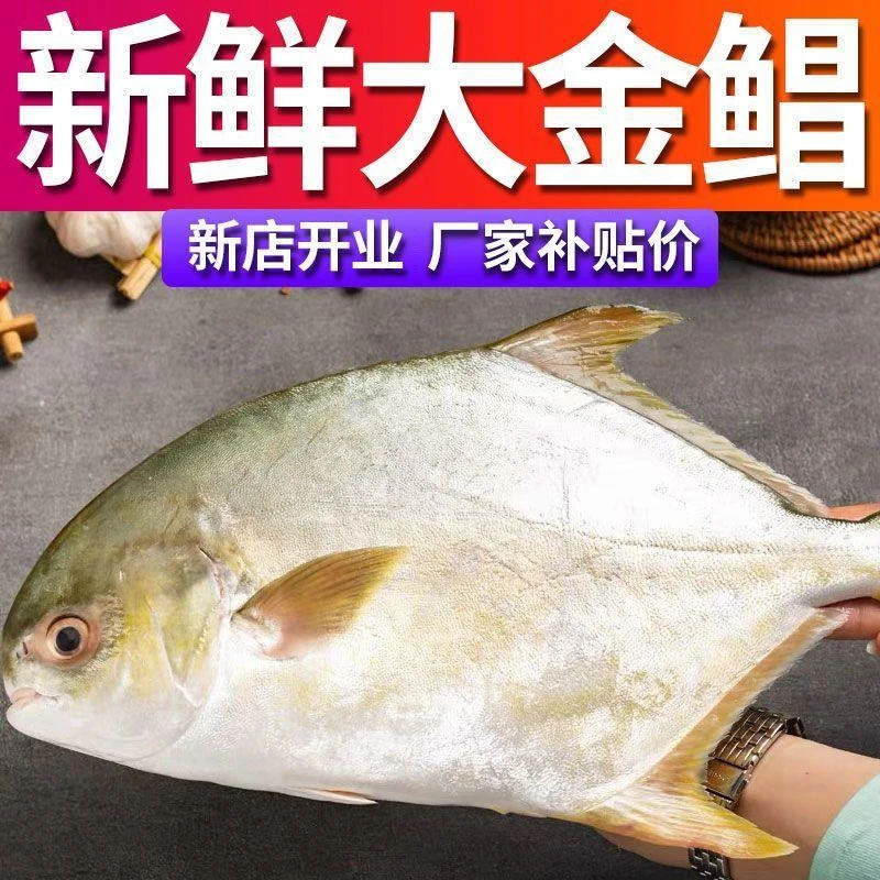 特大号新鲜金鲳鱼金昌鱼鲳鱼冷冻500g深海鱼海鲜批发