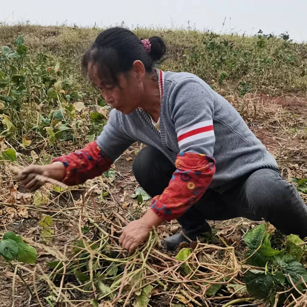 【海燕家】自种豇豆安徽老式豇豆花豇豆兔子屎煮粥杂粮3/5斤装