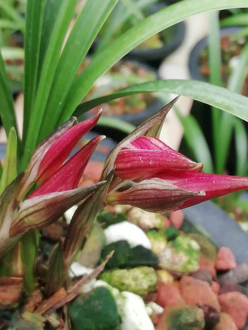 春剑春兰直播间小黄车一物一拍专用链接