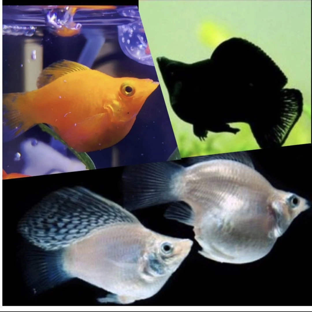 高帆燕尾3色大号玛丽球组合