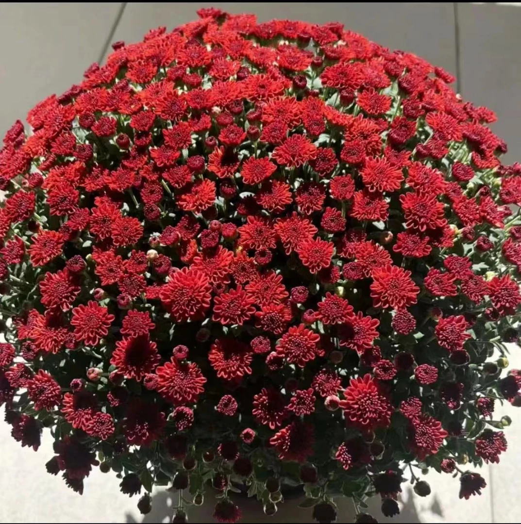 【千头菊】 绚秋红枫 开花量大易爆盆 适合阳台  庭院多年生好养