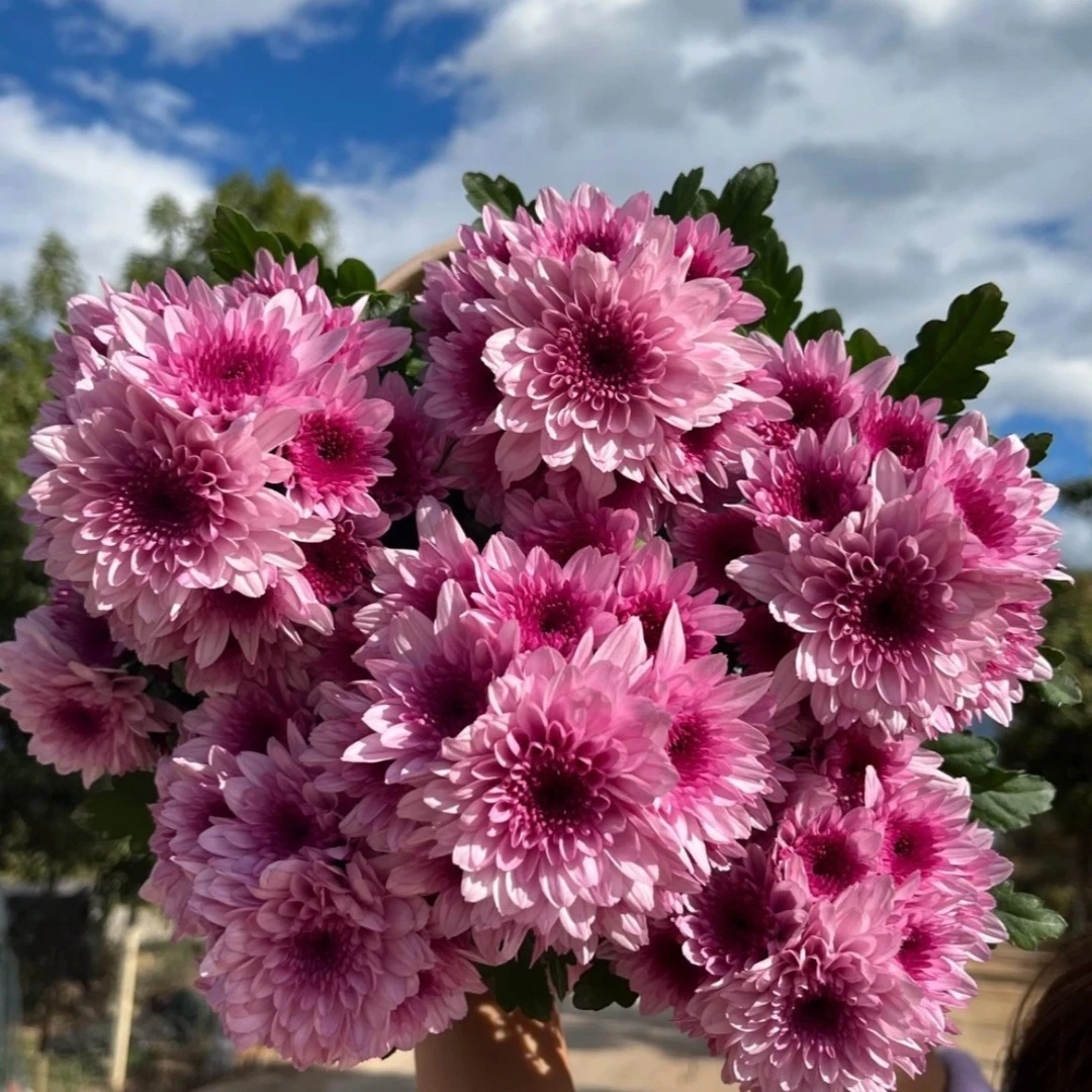 梦幻粉水晶荷兰菊 花量大 多季节开花阳台庭院好养美观植物