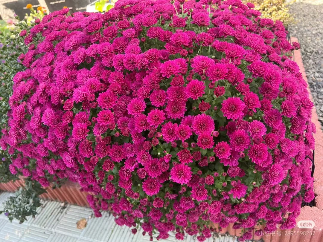 吉祥大福星 千头菊 开花量大易爆盆 适合阳台  新手好养