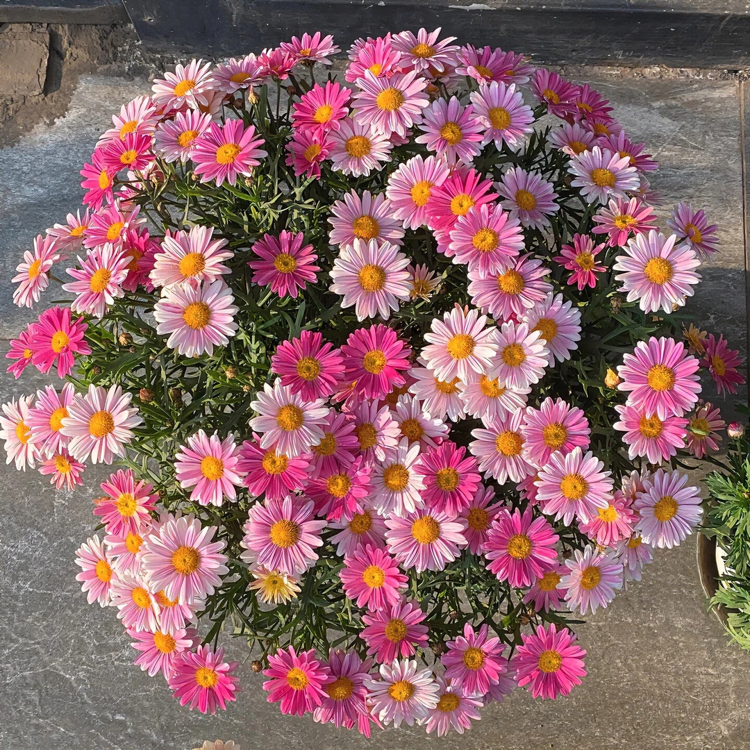 【大盆】玛格丽特 多年生花期长阳台庭院春季花卉植物盆栽春秋季