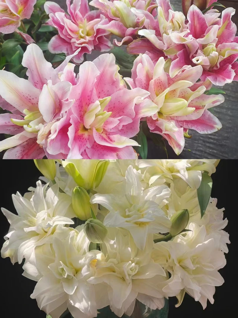 【泽塔+娜塔莉亚】重瓣香水百合带花苞发货好养易活花期长